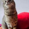 MIA  SUCHT TRAUMZUHAUSE