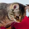 MIA  SUCHT TRAUMZUHAUSE