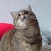 MIA  SUCHT TRAUMZUHAUSE