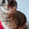MIA  SUCHT TRAUMZUHAUSE