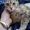 SCHMUSEKATZE OLIMBA