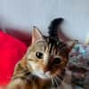 SCHMUSEKATZE OLIMBA