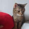 SCHMUSEKATZE OLIMBA