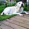 ZUHAUSE GESUCHT FÜR LAYLA