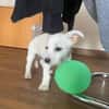 Snoopy wartet in 97529 Sulzheim