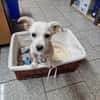 Snoopy wartet in 97529 Sulzheim