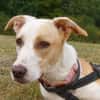 Sanfte, treue Honey sucht ihre Familie