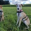 Sanfte, treue Honey sucht ihre Familie