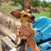 Papaya - Zuhause gesucht