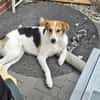 Lilly - Körbchen auf Lebenszeit gesucht