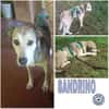 SANDRINO -lieb & verschmust-