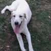 LENNI -rundum toller Junghund-