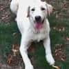 LENNI -rundum toller Junghund-