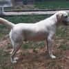 LENNI -rundum toller Junghund-