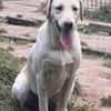 LENNI -rundum toller Junghund-
