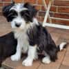 MOLLY sucht liebevolle Familie