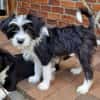 MOLLY sucht liebevolle Familie