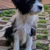 MOLLY sucht liebevolle Familie