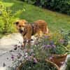 Sissy, verschmust und wundervoll