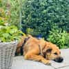 Sissy, verschmust und wundervoll