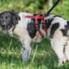 Möchten Sie Peppe adoptieren?