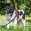 Möchten Sie Peppe adoptieren?