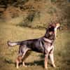 Ari sucht dringend ein neues Zuhause