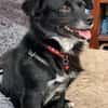 Adria - 5 Kilo, ein Bürohund gewesen