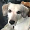 Cayla, geb. ca 05/2024, 54647 Dudeldorf