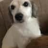 Cayla, geb. ca 05/2024, 54647 Dudeldorf