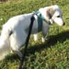 Cayla, geb. ca 05/2024, 54647 Dudeldorf