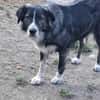 Anima, freundliches Hundefräulein