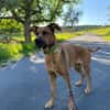 Tilly sucht ein Zuhause