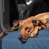 Tilly sucht ein Zuhause
