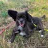 Arme kleine Ally - immer Kettenhund