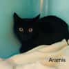 Aramis