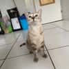 Pocket [FIV+]