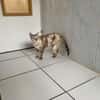 Pocket [FIV+]