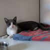 Whisky