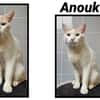 ANOUK(Réservée)