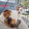Tulipe