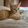 Peanut