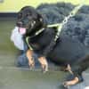 Candy sucht liebevolles zu Hause...