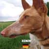 Xenon - fröhlich und sozial