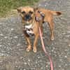 Kleine Nelly sucht Herz & Sofa