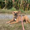Kleine Nelly sucht Herz & Sofa
