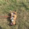 Kleine Nelly sucht Herz & Sofa