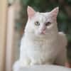 Miila Türkisch Angora Katze sucht!