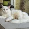 Miila Türkisch Angora Katze sucht!