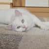 Miila Türkisch Angora Katze sucht!